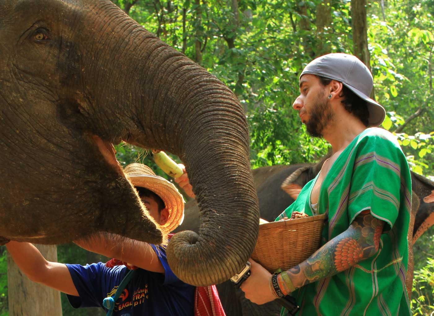 Santuário de Elefantes na Tailândia