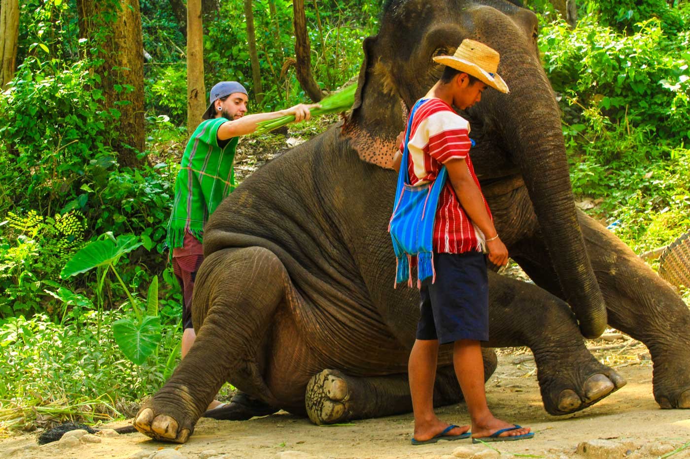 Limpando a elefanta em Chiang Mai Tailândia