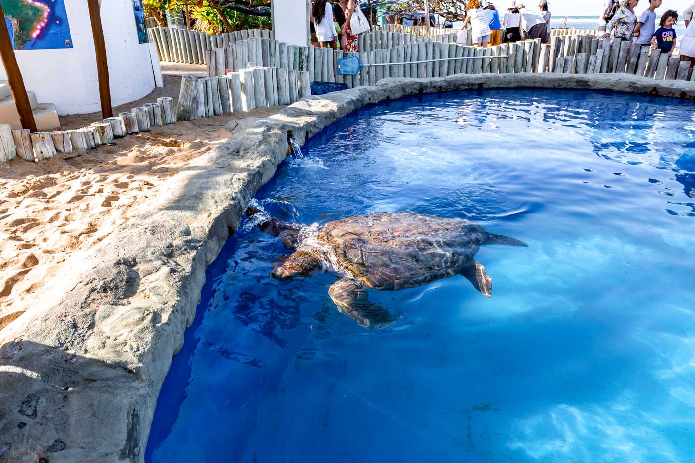 Tartaruga na piscina do Projeto Tamar na Praia do Forte
