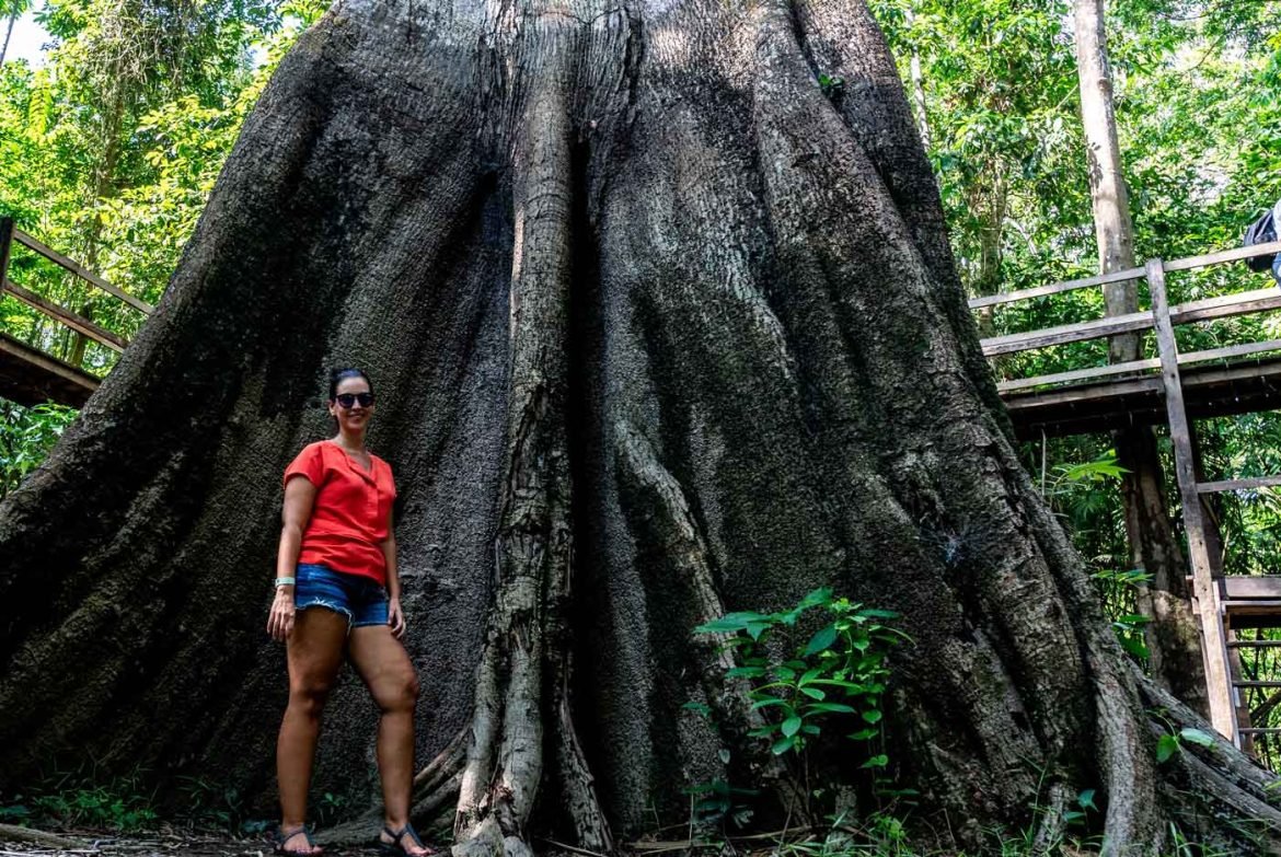 Arvore Samauma centenária