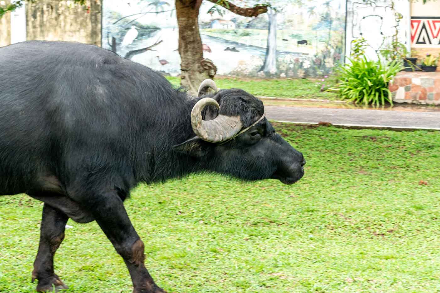 Búfalo na ilha de Marajó